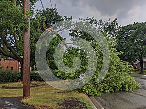 Broken fallen tree branch after severe heavy thunder storm.