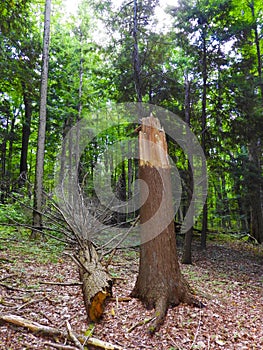 Broken fallen tree in forest starts humification process