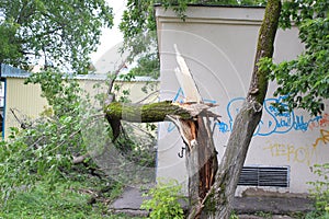 Broken and fallen tree after Hurricane