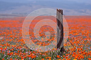 Broken fence and wild flowers