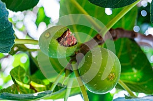 Broken fig looks like a face with a malefic smile photo