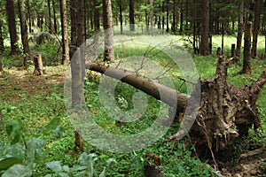 Broken fir tree in the forest