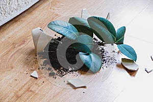 Broken flower pot with rubber plant on the floor in living room