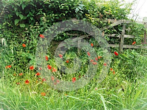 Broken gate with wild poppy flowers