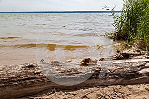 Broken glass bottle on the beach, fragments lie on a log on the shore against the background of water, sand and green bushes on a