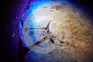 Broken glass and a red wine.Romantic pinky delicate artisitc image, free space.