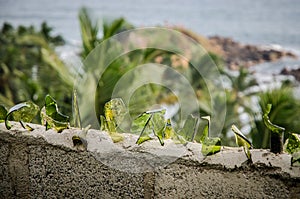 Broken glass on top of wall