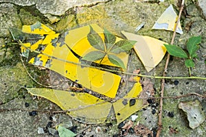 Broken glass of yellow color against a wild plant. The struggle for life. Glass pollution