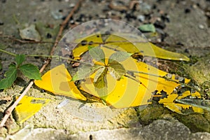 Broken glass of yellow color against a wild plant. The struggle for life. Glass pollution