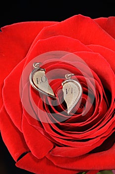 Broken gold heart in a red rose