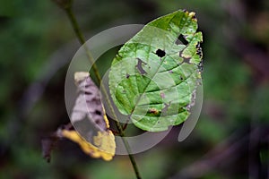 a broken green leaf beside a withered yellow leaf against blurred plant background in autumn