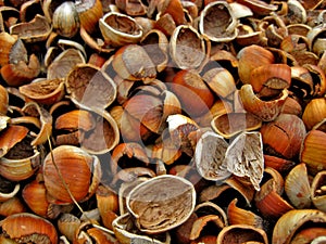 Broken Hazelnut Shells