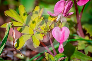 Broken heart pink flowers in garden