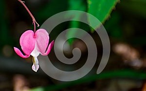 Broken heart pink flowers in garden