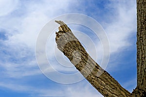 A broken huge branch on a tree after a hurricane. Background with copy space