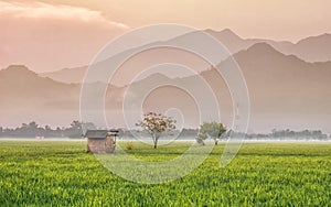 Broken Hut, in the middle of rice field