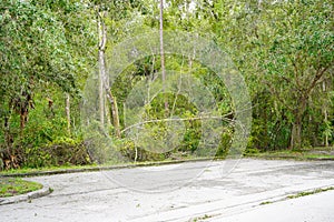 Broken large tree aftermath of a violent disaster hurrican