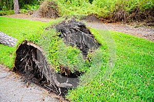 Broken large tree aftermath of a violent disaster hurrican