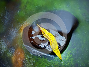 Broken leaf from willow on basalt stone in river.