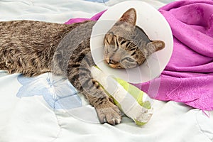 Broken leg splint cat