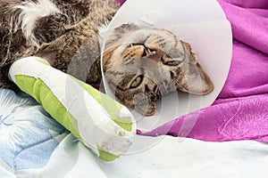 Broken leg splint cat