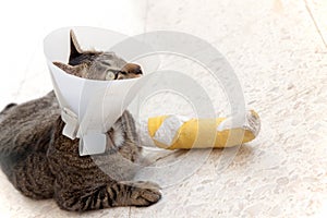 Broken leg splint cat