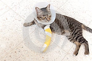 Broken leg splint cat