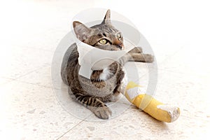 Broken leg splint cat