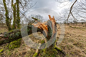 Broken mossy tree trunk in a forest with a gloomy gray sky in the background