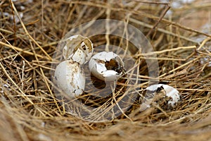 Broken nest egg
