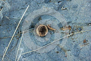 The broken nuts on the stone