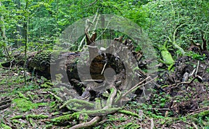 Broken oak tree trung lying rain after