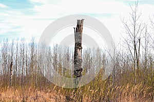 Broken old birch among many young trees