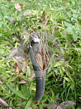 Broken old Electrical cable on the ground