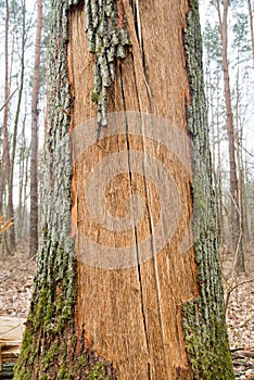 Broken old oak tree trunk