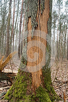 Broken old oak tree trunk