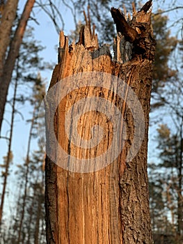 Broken old, perennial tree in the forest. Broken trunk of a tall tree in the park