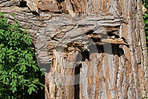 Broken old poplar tree selective focus