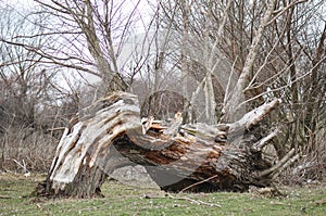 Broken Old Tree thrunk