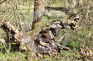 Broken Old Tree trunk