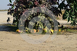 Broken old watermelons under a bush of Ricinus