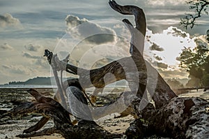 Broken Peace of Wood or Fallen Tree on a Beach