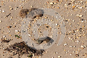 Broken piece of horseshoe crab laying in the sand. Pebbles all around with rubbery bryozoan. Beautiful brown beach.