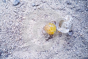 Broken pigeon egg on sand, dropped from nest, selective focus