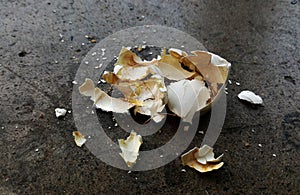 Broken pigeon egg shell