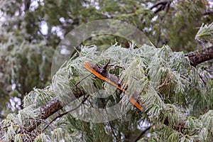 Broken pine tree branch due to ice storm damage. Concept of winter weather and storm clean up.