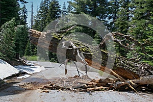 Broken Pine Tree obstructing the road