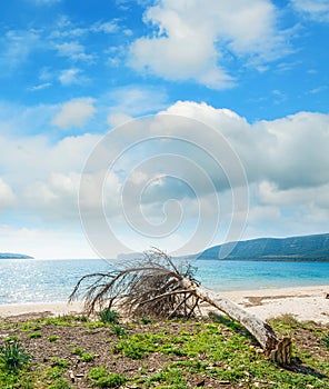 Broken pine tree by the sea in Sardinia