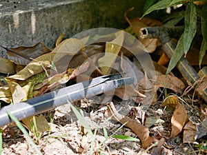 Broken Polyethylene  black plastic  pipe, placed above the ground as a sprinkler line or part of a drip irrigation system