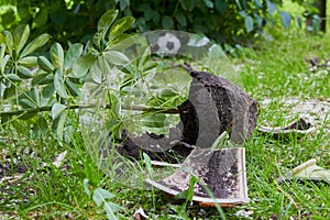 a broken pot with a flower,broken flower pot in the garden in spring